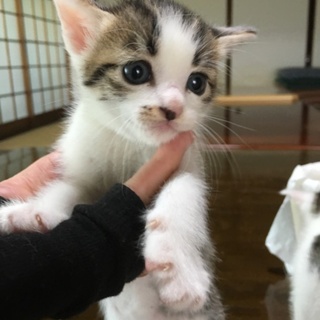 里親決定。海で保護した3兄弟☆潮くん