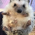 ハリネズミ