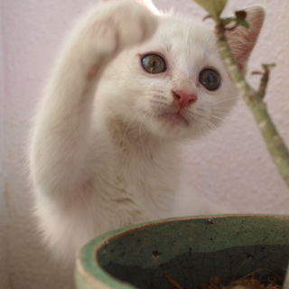 白くてきれいな2ヶ月の女の子。とっても甘えん坊！