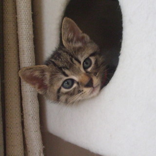 キジトラのキトくん