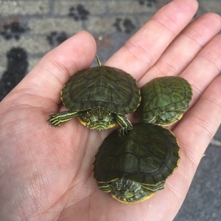 ミドリガメの里親さん募集しています！