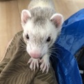 ピーターソンフェレット