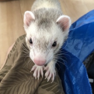 ピーターソンフェレット