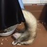 ピーターソンフェレット サムネイル4