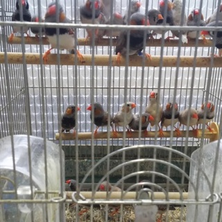 ご応募ありがとうございました。