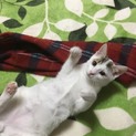 至急!!生後8ヶ月のオス猫