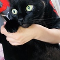 癒し系☆黒猫