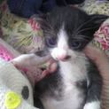 親子猫