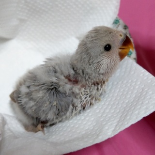 小桜インコの雛