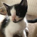 可愛い仔猫の里親さん募集