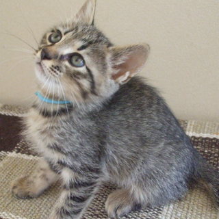 キジトラの しっぽ君