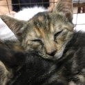 子猫