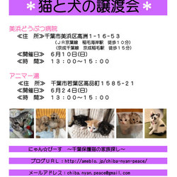 第48回　にゃん☆ぴーす犬猫譲渡会　in  千葉市 サムネイル1