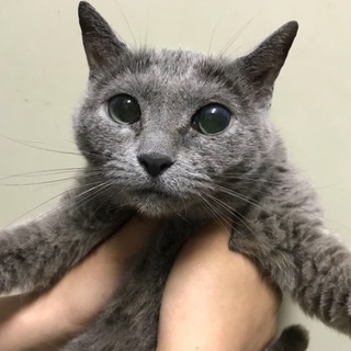 甘えん坊ロシアン