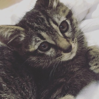 生後2ヶ月ほど、アメショの可愛い女の子です