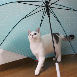 （９/９～トライアル中）仮名：あおくん