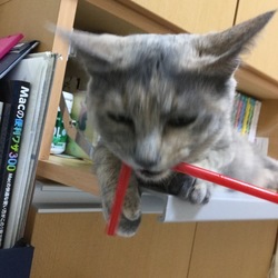 「抱っこ修行中なり！」サムネイル3