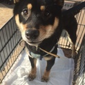 柴犬♂太郎〜応募者多数の為一時中止にいたします