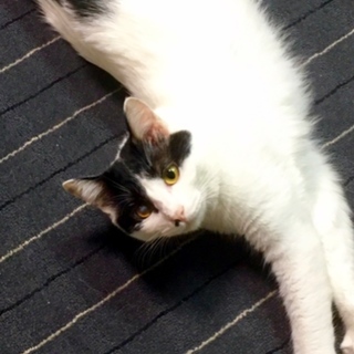 フワフワな白黒猫♡メス猫