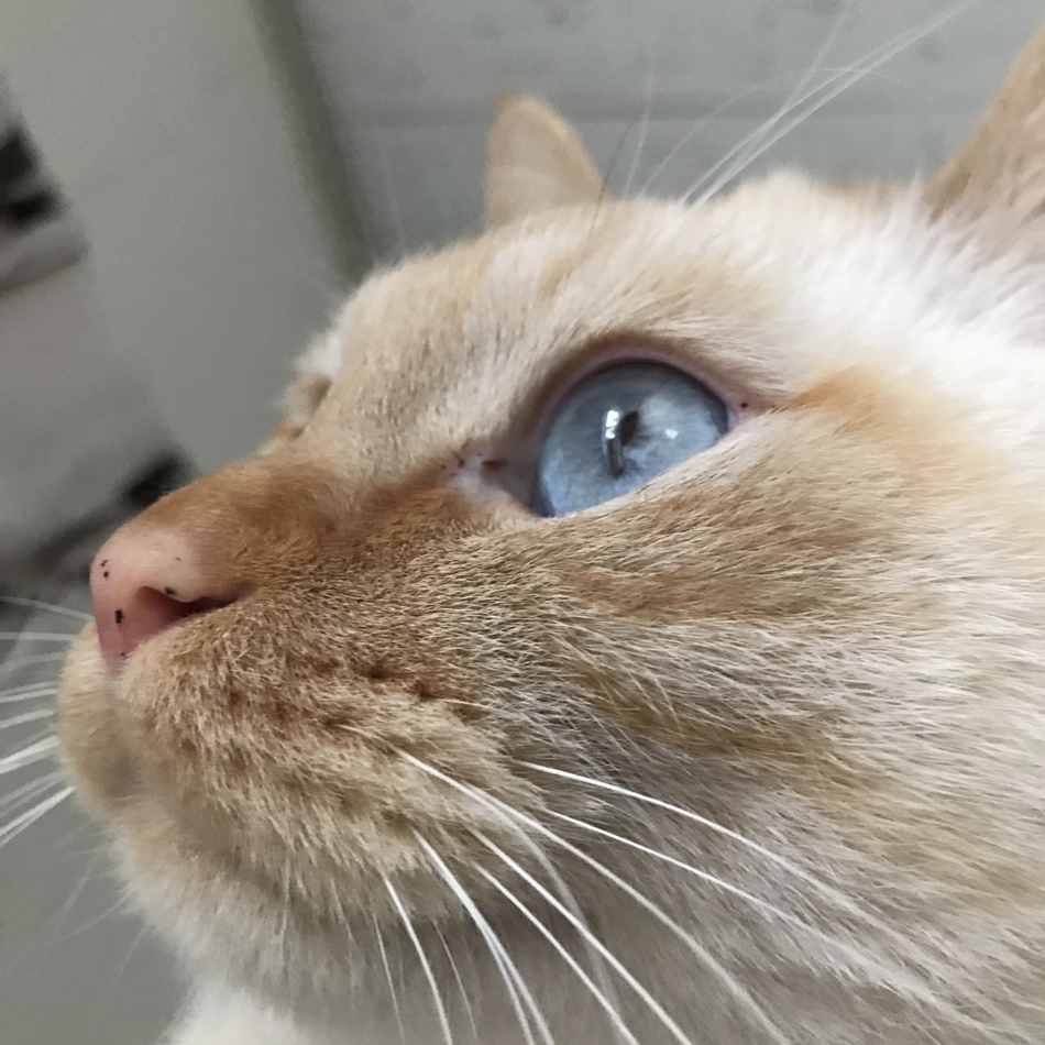 愛猫のカバー写真