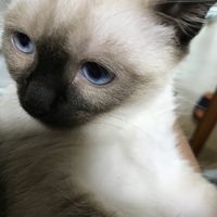 ヴィアンカ