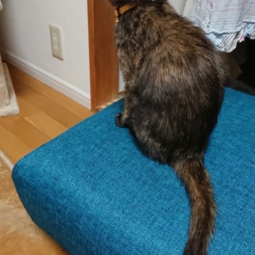 しっぽながっ！