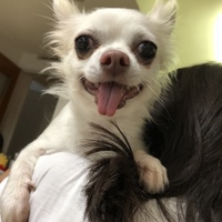 ぶう