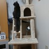 キャットタワー新調しました