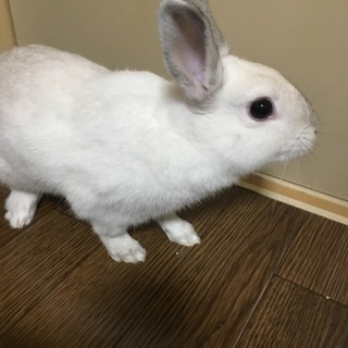 ミニうさぎ