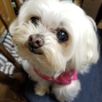 のん