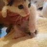 可愛い子猫ちゃんの親になってください サムネイル2