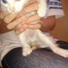 可愛い子猫ちゃんの親になってください サムネイル5