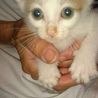 可愛い子猫ちゃんの親になってください サムネイル6