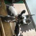 子猫の里親さん募集(*ΦωΦ)