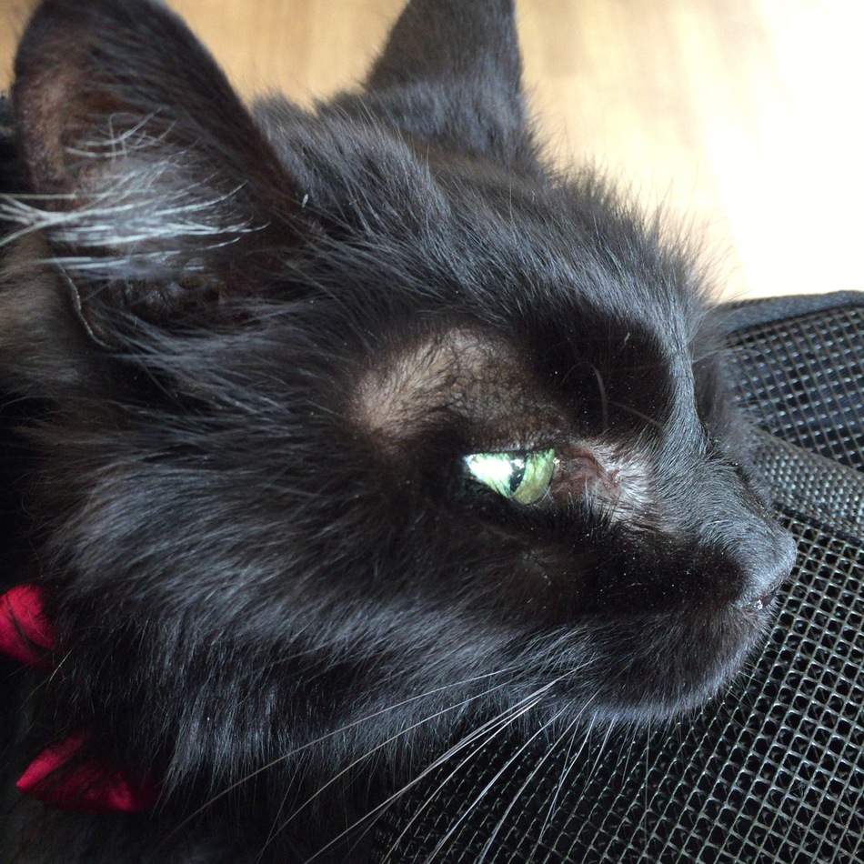 宵子(よいこ)のカバー写真