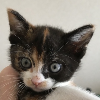  みかん(仮)可愛い三毛ちゃん