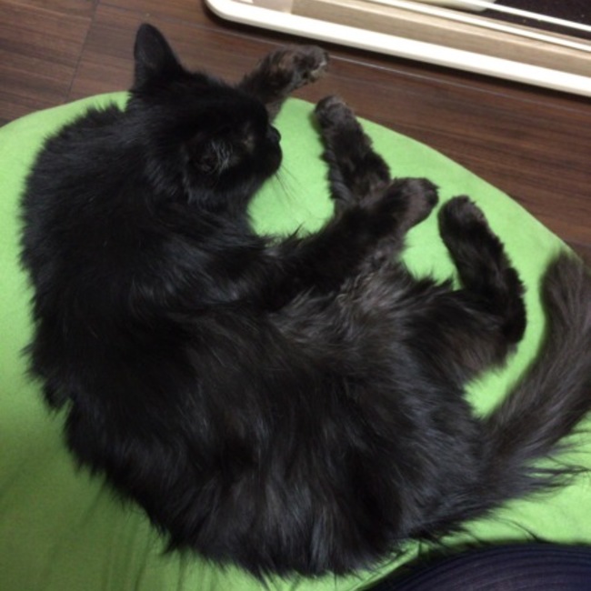 風珈のカバー写真