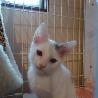 きょうだい仔猫の男のこ、太陽くん