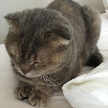 かしこまって寝てます(o^^o)