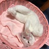 の写真