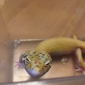 里親募集 ヒョウモントカゲモドキ②