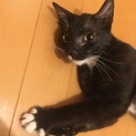 子ねこといっぱい遊びたい方へ