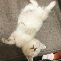 てん