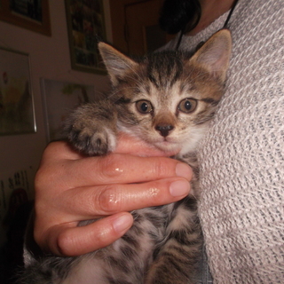 動物病院のご紹介で里親様が決まりました！