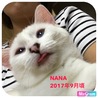 友人から引き取ったメス猫ちゃんです❥
