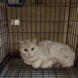 シロちゃん☆メス☆白