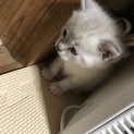 白地にトラ