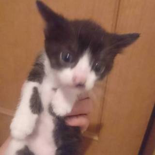5月5日に産まれた子猫4匹