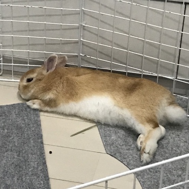 めっちゃくつろいどる