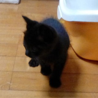 人懐っこく、元気な生後二ヶ月の黒猫オスです